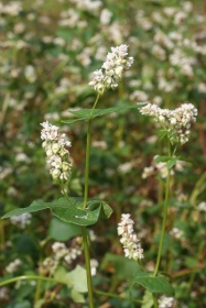 Blühender Buchweizen (Fagopyrum esculentum)